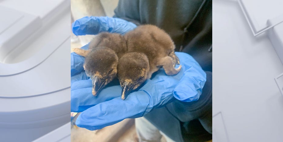 Endangered African penguin twins hatch at Racine Zoo