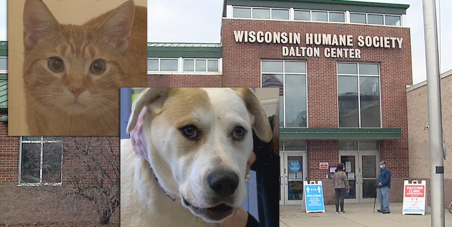 Dogs, cats from storm-ridden Texas seek forever home in Wisconsin