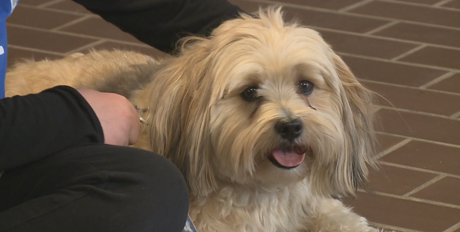Therapy dog: COVID stress relief at Racine school