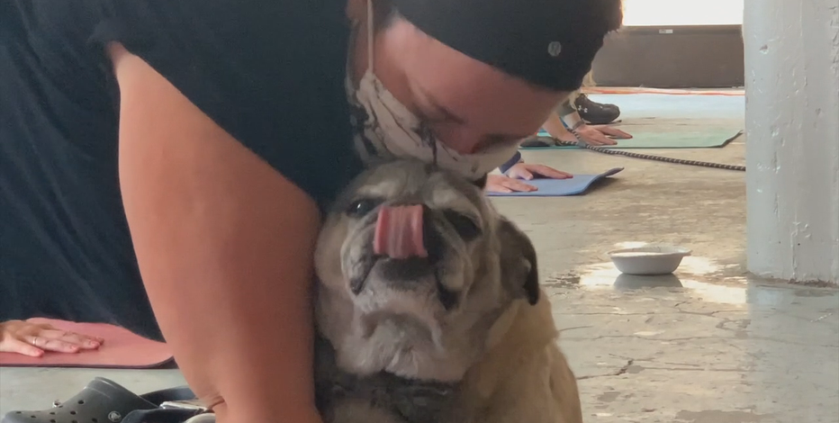 &#8216;Proven to reduce stress:&#8217; Dogs + yoga = &#8216;doga&#8217; in Milwaukee