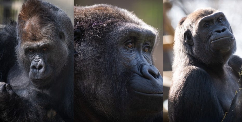 3 gorillas arrive at Milwaukee County Zoo from Columbus