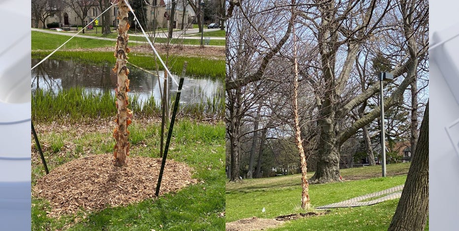 Parks Department begins replacing trees in Humboldt Park