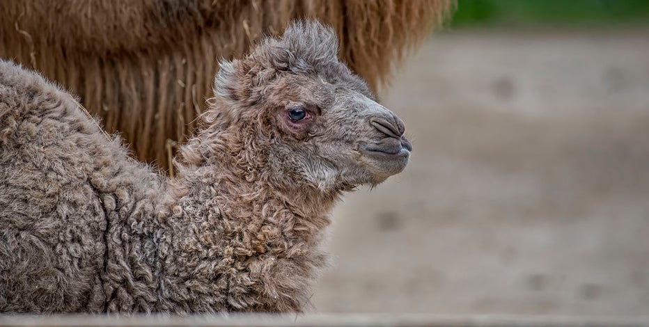 Bactrian camel born at the Milwaukee County Zoo is named Oliver!
