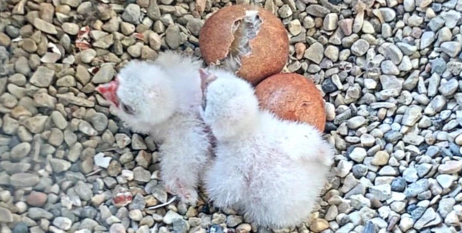 Peregrine falcon chicks to be named after pandemic heroes: We Energies