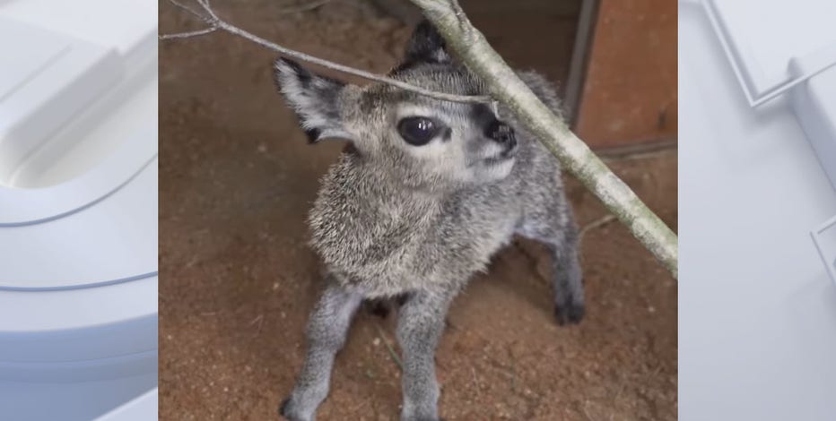 Florida zoo welcomes 27 1/2 ounce baby klipspringer antelope