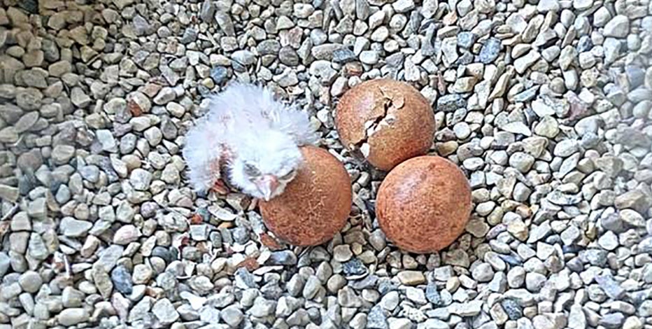 1st peregrine falcon chick of the season hatching at Oak Creek Power Plant