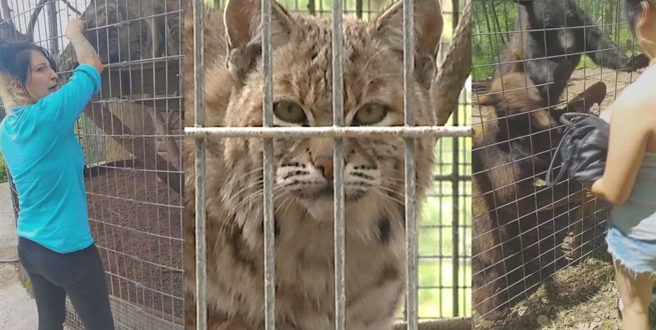 Shalom Wildlife Zoo: New video of banned woman petting animals