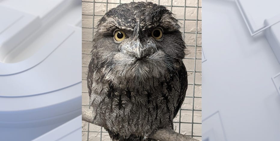 Racine Zoo welcomes tawny frogmouth: 'We are excited'