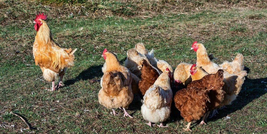 Bird flu-infected poultry in Racine County