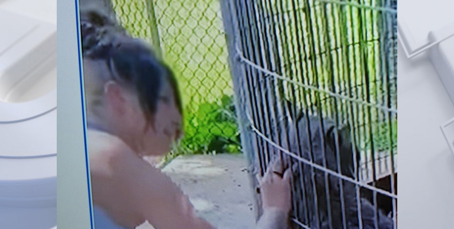 Shalom Wildlife Zoo bans woman seen petting bobcat