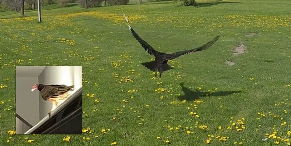 Turkey vulture released into wild after ‘visit’ to Rockwell Automation