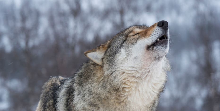 US tribes demand emergency wolf protection