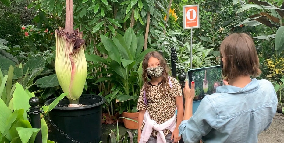 Corpse Flower blooms, Domes welcomes guests to view and smell