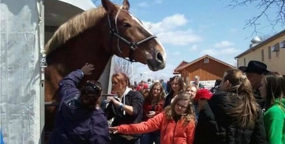 World's tallest horse dies in Wisconsin at age 20
