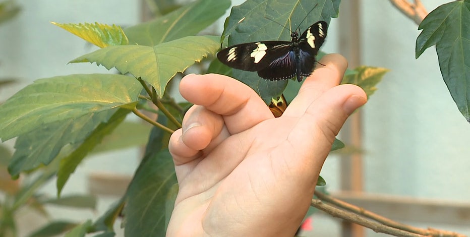 Milwaukee Public Museum Butterfly Wing reopens Aug. 19