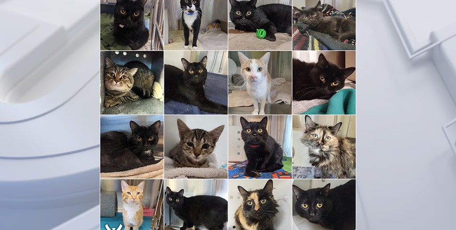 Wisconsin Humane Society: 100+ cats now received in surrender