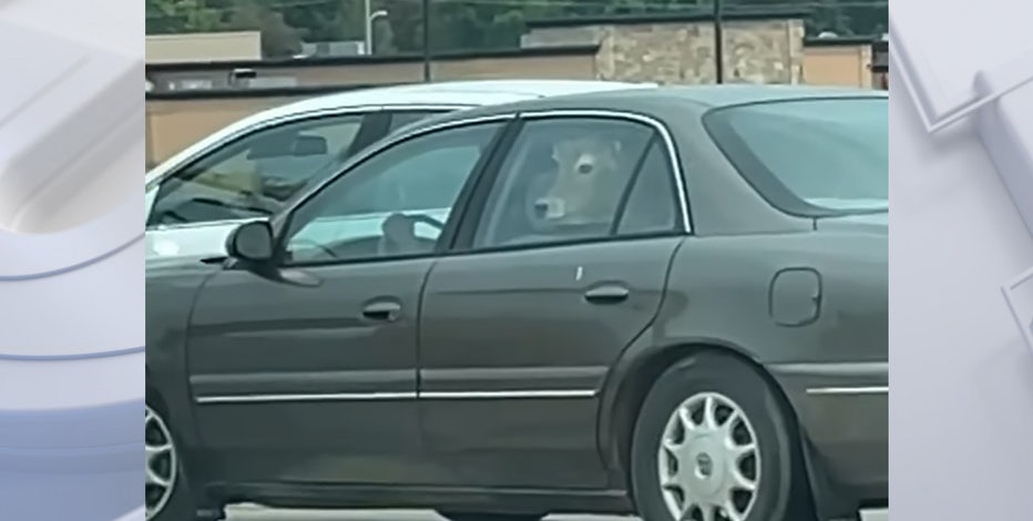 Cow in Wisconsin car; woman in drive-thru says she was 'freaking out'