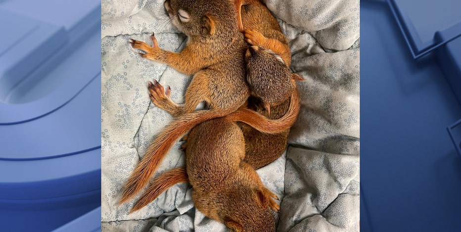 Baby squirrels rescued from Brewers' parking lot