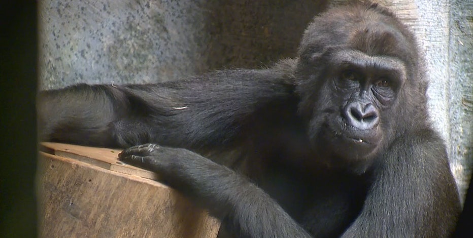 Western lowland gorillas at Milwaukee County Zoo, visitors welcome