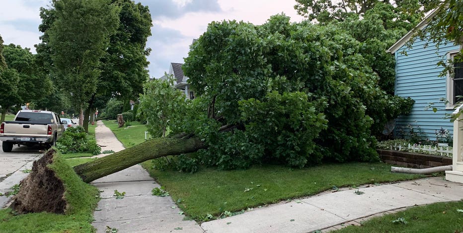 West Allis trees uprooted, Milwaukee's south side hit hard by storms