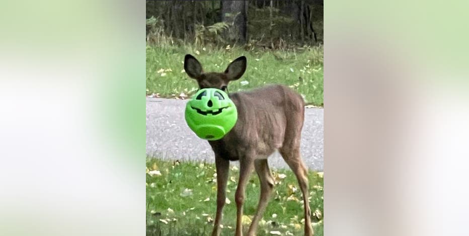 Deer stuck in trick-or-treat bucket