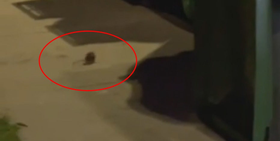 Rat problem in Milwaukee neighborhood; residents seek answers