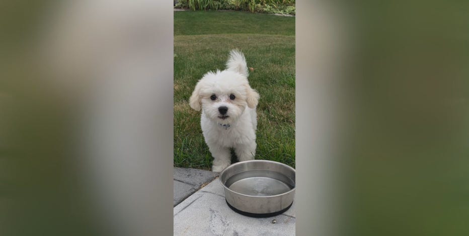 Oak Creek family's puppy, car stolen in Milwaukee