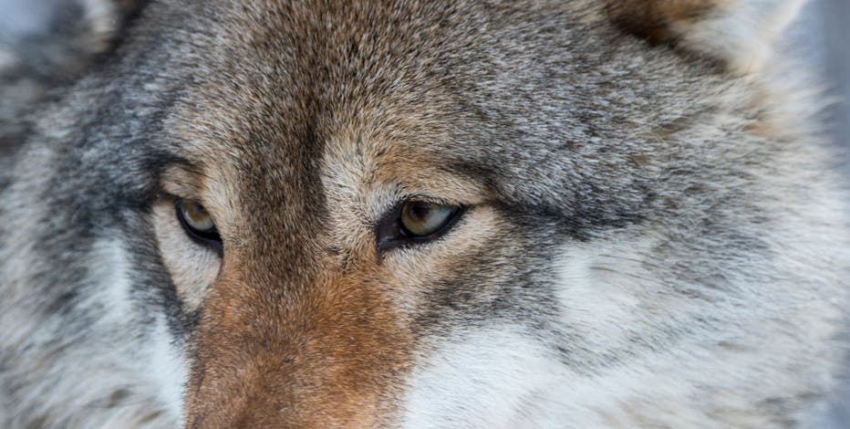 Wisconsin wolf hunt block wanted, federal judge sets hearing