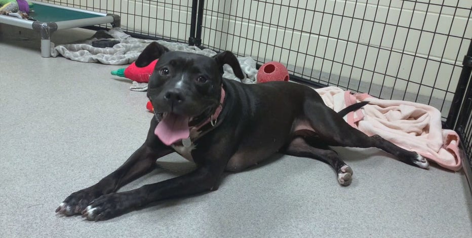 HAWS dog awaiting adoption, 1 year spent at shelter
