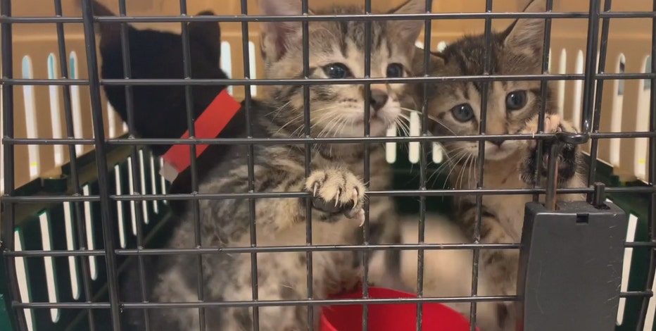 Pets rescued from hurricane arrive in Waukesha