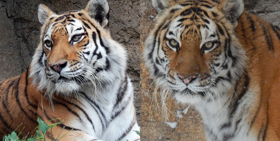 Racine Zoo Amur tiger dies from complications during routine exam