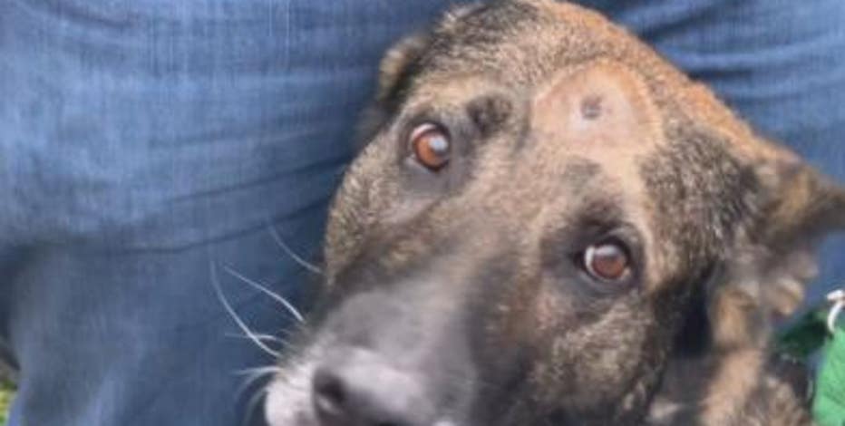 Kenosha County K-9 Riggs goes home, shot in head after traffic stop