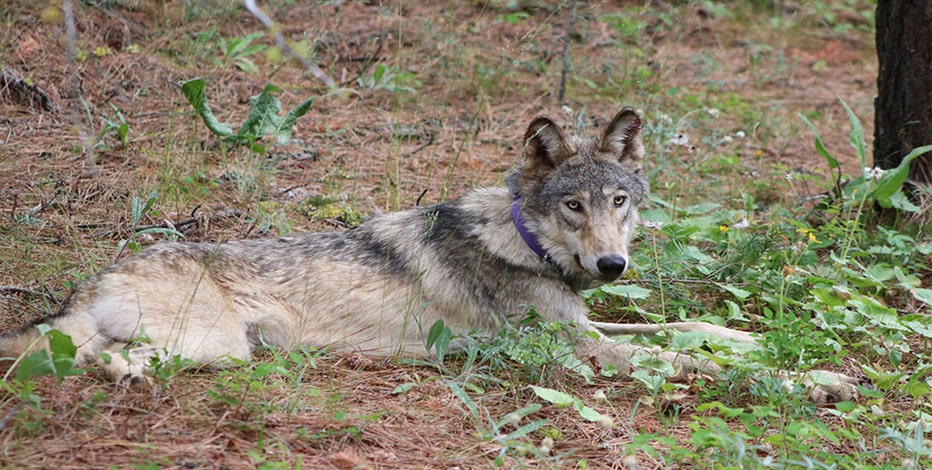 Wisconsin DNR reduces fall wolf quota in defiance of policy board