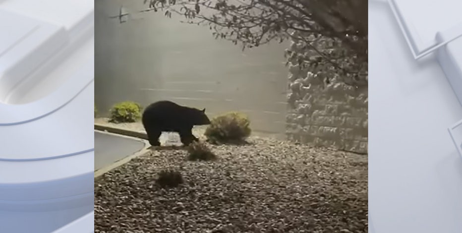 Black bear seen outside Wisconsin mall