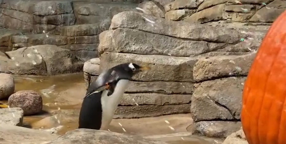 Penguins puzzled over pumpkin bubbles at Milwaukee County Zoo