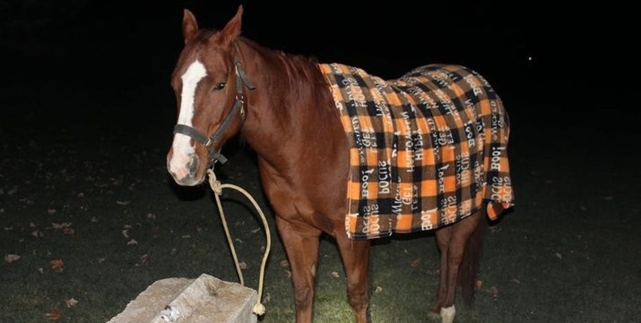 Horse found in Pleasant Prairie; owner located