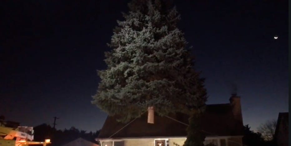 City of Milwaukee Christmas tree harvested Tuesday