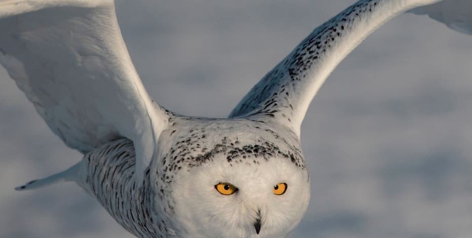 Snowy owls return to southeast Wisconsin