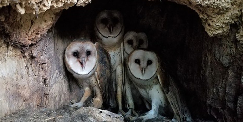Barn owl nest in Wisconsin, 1st documented in 20+ years