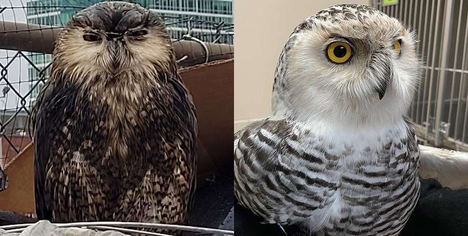 Snowy owl rescued from Milwaukee recycling plant, recovering