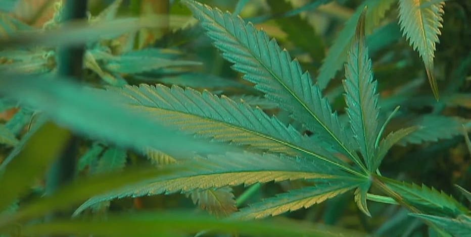 Legal marijuana in Wisconsin; poll finds 61% support