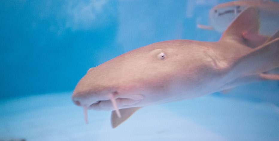 UW-Madison cancer research uses sharks to study treatment