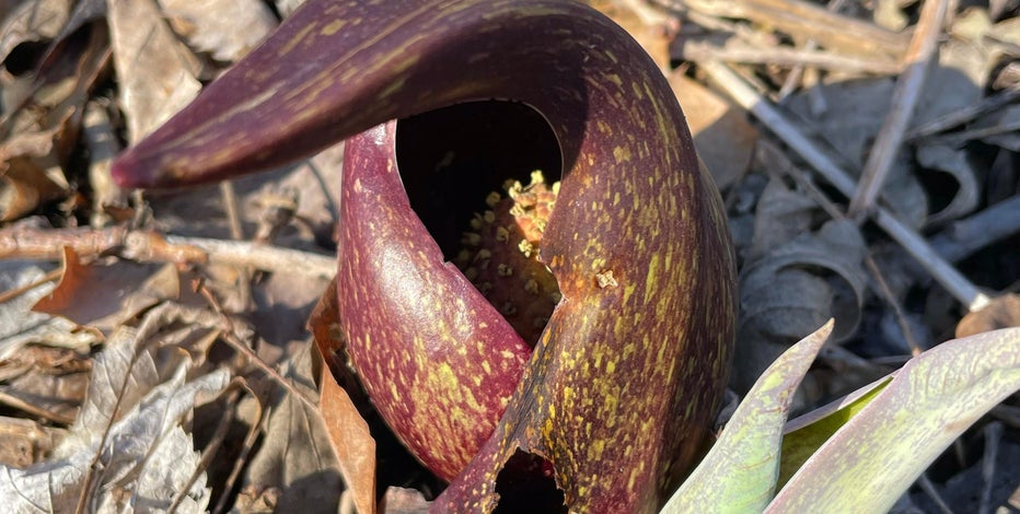 Skunk Cabbage; Wisconsin's first sign of spring