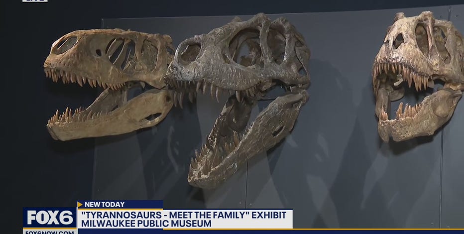 Family of Tyrannosaurs have landed at Milwaukee Public Museum