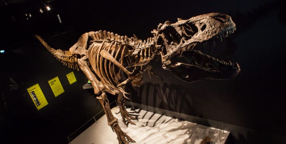 Milwaukee Public Museum: T-Rex exhibit opens Feb. 18