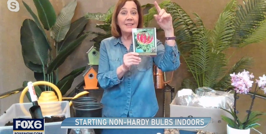 Growing season indoors: Tips to get started