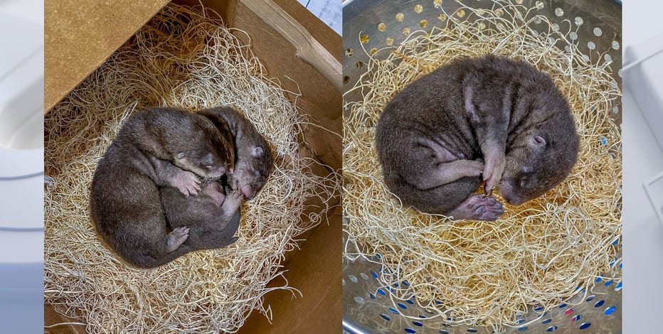 2nd litter of North American River Otters born at Milwaukee County Zoo