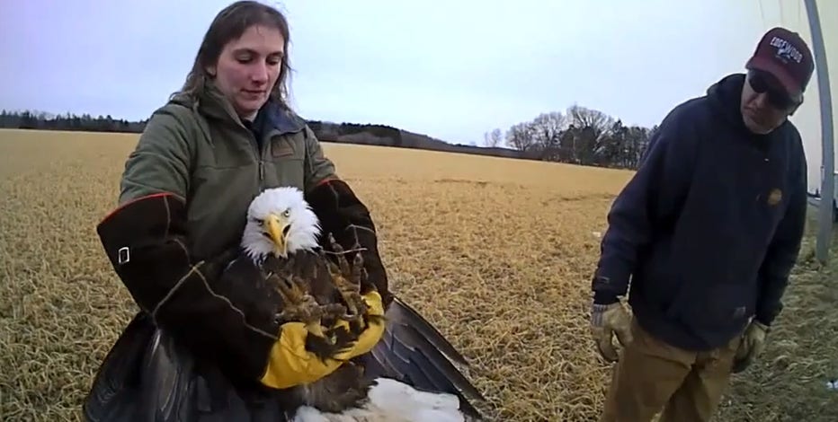Ozaukee County bald eagle rescue