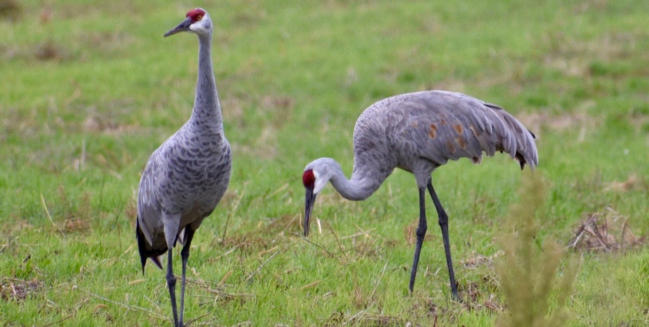 Early spring migratory birds return, more on the way