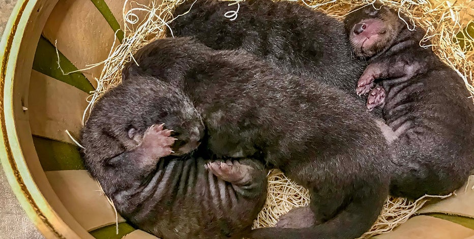 Milwaukee County Zoo: River otter litter born